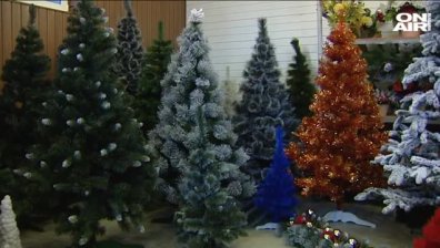 Предпразнично даваме 110 лева за коледна елха