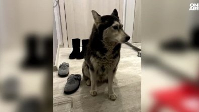 Ненад Цоневски е обвинен в умишлена жестокост, той е български гражданин