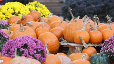 Тиквите на пазара в Елин Пелин - за готвене или украса за "Хелоуин"?