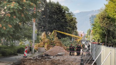 Протестите не спряха рязането на дървета по ул. "Опълченска" в София (СНИМКИ)