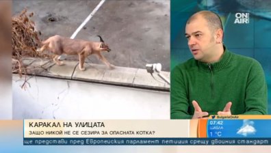 Каракал се разхожда по улиците в Пловдив. Чия е отговорността?
