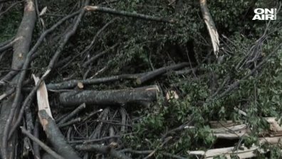 Мъж е с опасност за живота, след като дърво падна върху него 