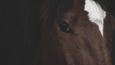 Хиляди коне са застреляни от хеликоптери в Австралия