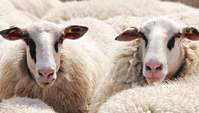 Китай спря вноса на овце, кози и птици от България