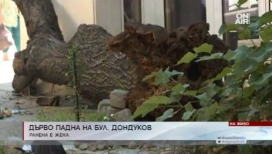 Паднало дърво рани жена в София