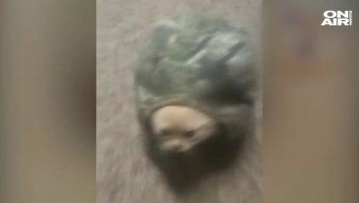 Гангстер с мръсна шапка