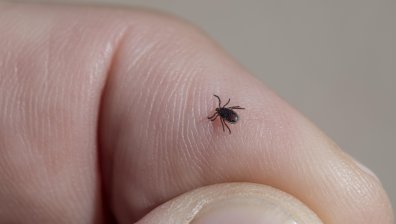 Мистерията "Алфа-гал": Как кърлежите заразяват кръвта с непоносимост към червено месо