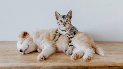 Над 100 кучета са били осиновени от общински приюти през юли в София