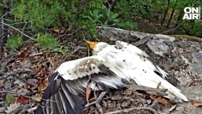 Бракониери застреляха край Джебел застрашен от изчезване египетски лешояд