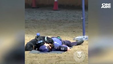 Кучето Пончо завладя Интернет - оказа първа помощ на дресьора си