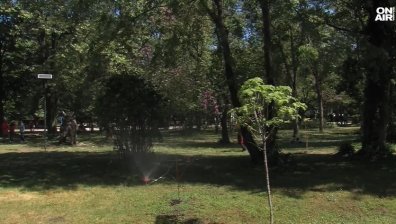 С любов към природата доброволци засаждат дръвчета в Пазарджик