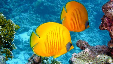 Учени: До 2050 г. ще изчезнат 10% от флората и фауната, до края на века - 27%