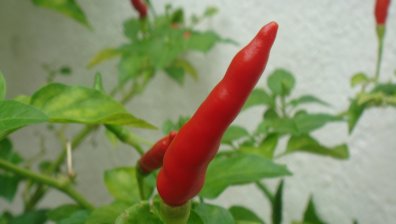 Кои са плодовете и зеленчуците, които може да отглеждаме вкъщи