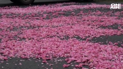 Пътна блокада в Карловско: Розопроизводителите излязоха на протест