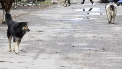 Глутница от бездомни кучета напада хора в село Кладница