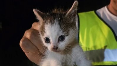 Спасиха коте от дълбока кабелна шахта с високо напрежение