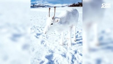 Заснеха уникално снежнобяло еленче в Северна Норвегия