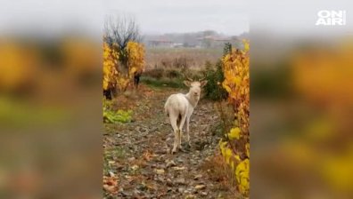 Добра поличба! Бял елен слезе на пътя край Карлово