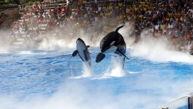 След 50 години в плен: Аквариум пуска косатка в естествения ѝ хабитат