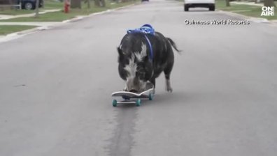 Прасе на скейтборд влезе в Книгата на Гинес