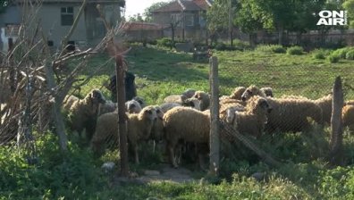 Какво представлява чумата по животните и защо е толкова опасна?