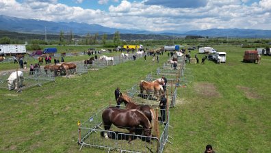ДФЗ: Фермерите получиха 14,8 млн. лв. по еко схемата за екстензивна паша
