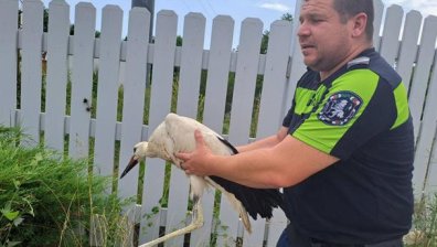 Пътни полицаи спасиха щъркелче, бягало в аварийната лента на "Хемус"