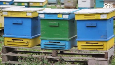 Над 300 пчелни семейства са натровени в землищата на две добрички села