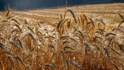 България и три държави поискаха мито върху вноса на зърно от Украйна
