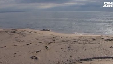Откриха мъртви делфини на плаж Алепу