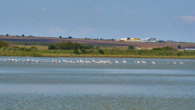 Три розови фламинги се излюпиха в Атанасовското езеро край Бургас