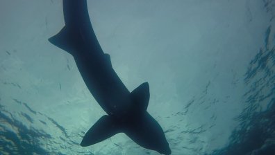 5-метрова акула уловиха турски рибари в Егейско море