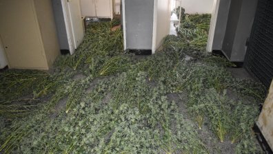 Разбиха модерна наркооранжерия край Стара Загора: Иззеха 68 кг марихуана и 368 растения