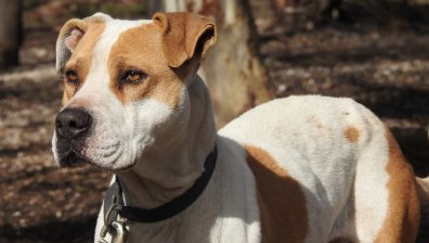 Питбул нападна малко кученце в близост до детска градина