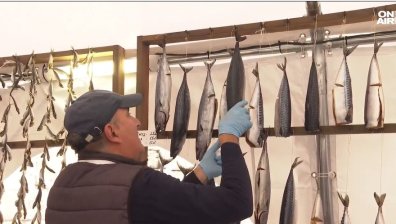 Празник на осолената риба събра майстори готвачи в Созопол