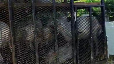 БАБХ потвърди ново огнище на шарка край Петрич
