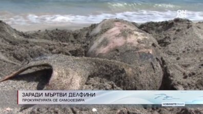 Прокуратурата се самосезира заради мъртвите делфини