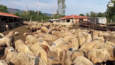 Унищожават стадо от 1000 овце в Шейново заради огнище от шарка