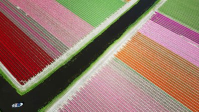 Цветни полета в Холандия (СНИМКИ)