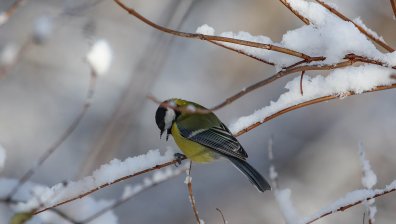 Седмицата започва с дъжд, сняг и максимални температури между 5 и 19 градуса