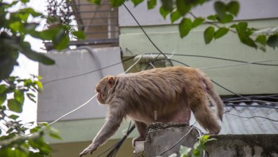 Маймуна уби мъж с тухла