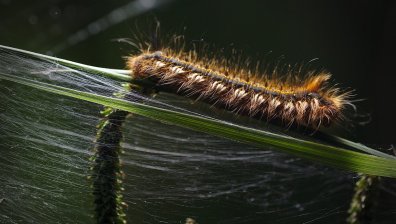 Бременна жена и приятелките ѝ пострадаха от отровните гъсеници, плъзнали у нас