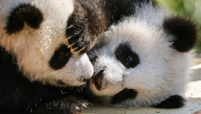 Как пандите се оказаха здрава връзка между Китай и Австрия (ВИДЕО)