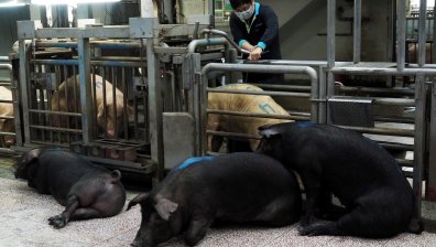 Създават генномодифицирани прасета за трансплантация на органи
