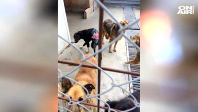 Дворът на перничанин е пълен с трупове на кучета