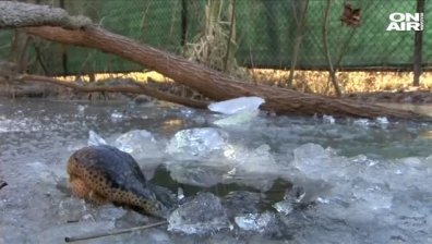 Алигатори пробиват дупки в замръзнало езеро за да дишат