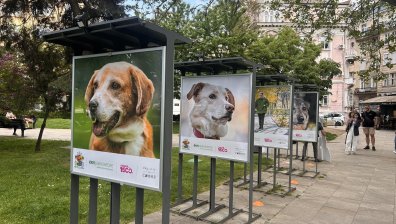 Фотоизложба в София насърчава осиновяването на кучета