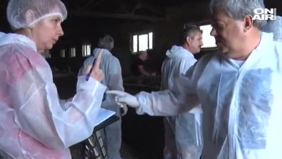 Хуманно ли се евтаназират прасетата в засегнатите райони?