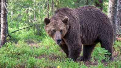 Защо мечките на Витоша скъсиха дистанцията с хората?