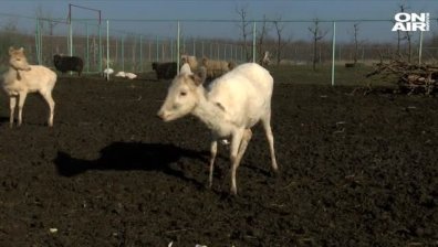 Зоопаркът в Бургас се сдоби с две красиви кошути
